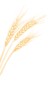 Wheat